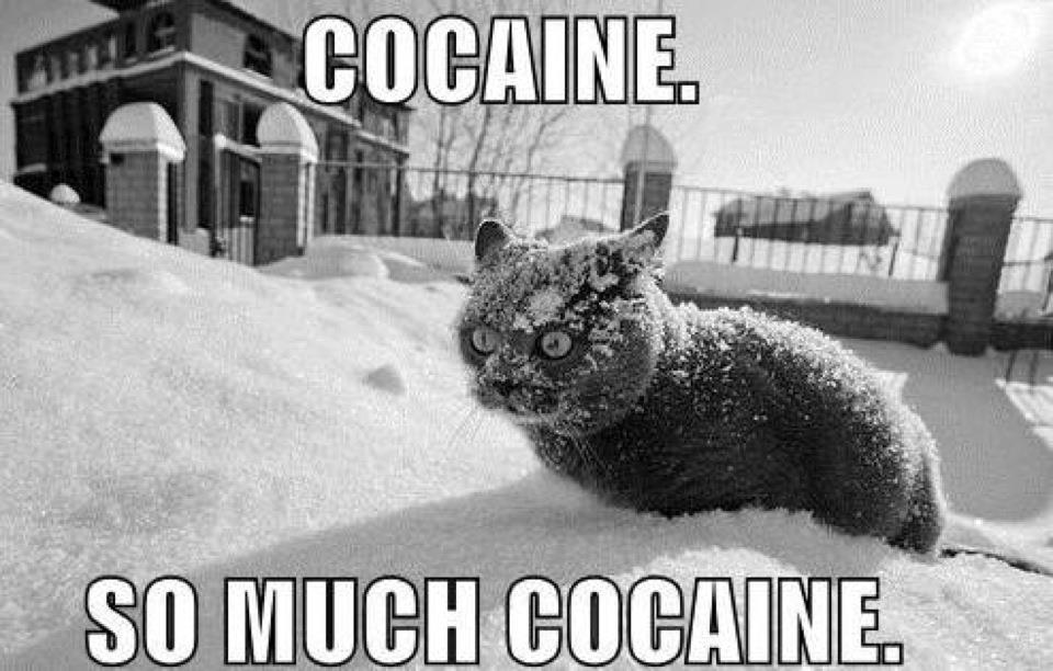 Cocaine-Kitten.jpg